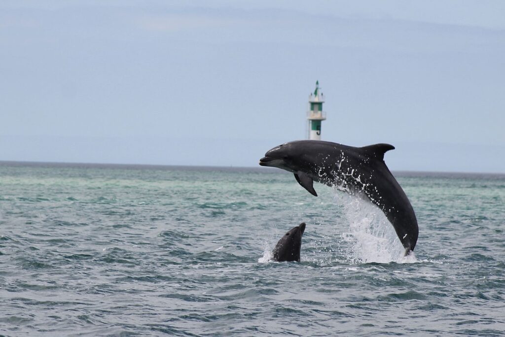 Dolphin Watching from Lisbon